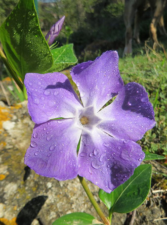 Herba donzella (Vinca major)