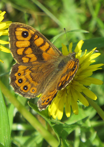 Bruna boscana (Pararge aegeria)