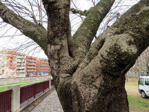 Jardins i Parcs de la ciutat. Els Jardins del carrer del Carme