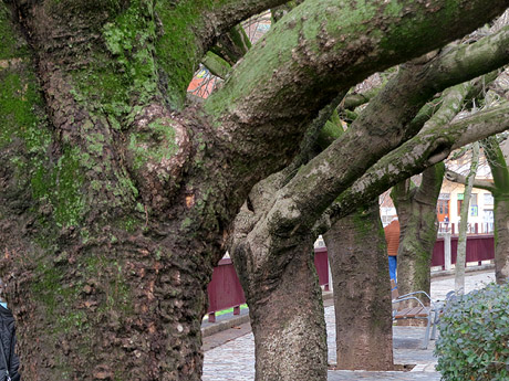 Jardins i Parcs de la ciutat. Els Jardins del carrer del Carme