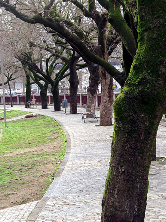 Vegetació dels jardins del carrer del Carme