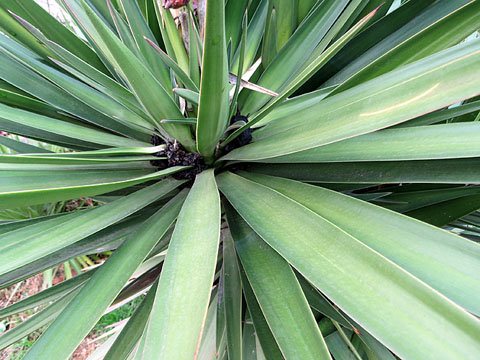 Els jardins del carrer del Carme, al costat del riu Onyar