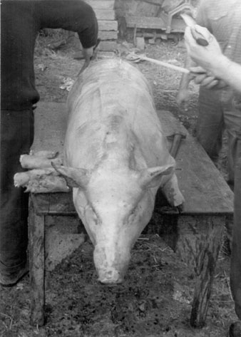 La matan&ccedil;a del porc. Ca. 1970