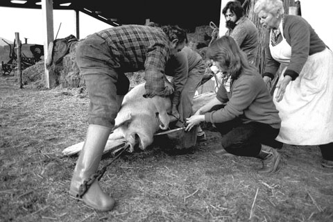 La matan&ccedil;a del Porc. 1983