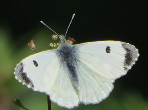 Jardins de Pedret. Observacions naturalistes