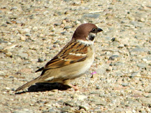 Jardins de Pedret. Observacions naturalistes