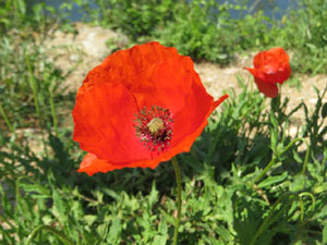 Jardins de Pedret. Observacions naturalistes