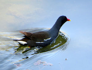 Jardins de Pedret. Observacions naturalistes