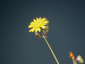 Jardins de Pedret. Observacions naturalistes