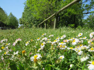 Jardins de Pedret. Observacions naturalistes