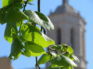 Jardins de Pedret. Observacions naturalistes