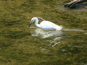 Jardins de Pedret. Observacions naturalistes