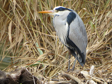 Jardins de Pedret. Observacions naturalistes. Bernat pescaire (Ardea cinerea)