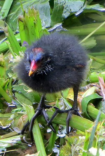 Exemplar jove de polla d'aigua (Gallinula chloropus)