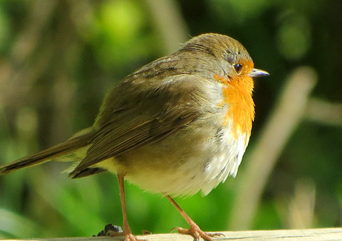 Pit-roig (Erithacus rubecula)