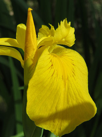 Lliri groc (Iris pseudacorus)