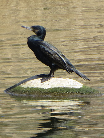 Corb marí gros (Phalacrocorax carbo)