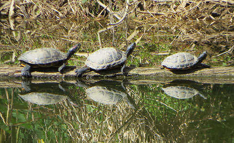 Tortugues de Florida (Trachemys scripta)