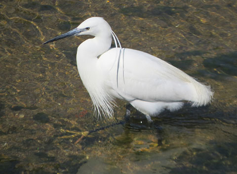 Martinet blanc (Egretta garzetta)