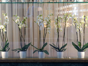 Temps de Flors 2021. Carrer Argenteria