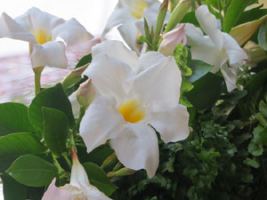 Temps de Flors 2021. Carrer Ballesteries