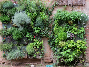 Temps de Flors 2021. Can Ninetes