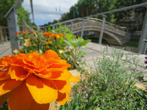 Temps de Flors 2021. El Pont del Dimoni