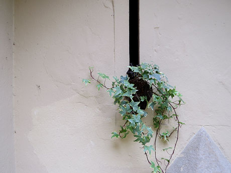 Temps de Flors 2021. Font del carrer Nou del Teatre