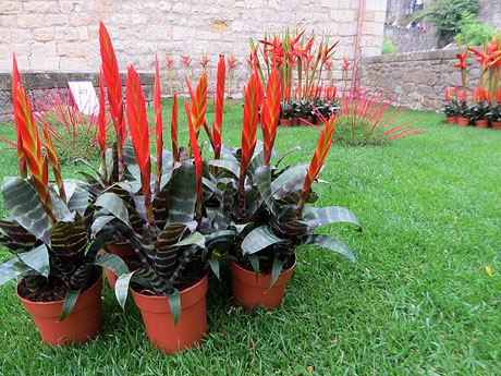 Temps de Flors 2021. Pla&ccedil;a Maria Laffitte