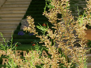 Temps de Flors 2021. El Pati de les Magn&ograve;lies