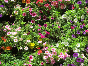 Temps de Flors 2021. La pla&ccedil;a del Pallol
