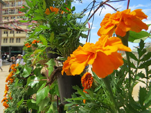 Temps de Flors 2021. Pla&ccedil;a de Santa Susanna del Mercadal