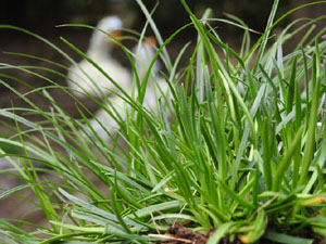 Temps de Flors 2022. Jardins dels Alemanys