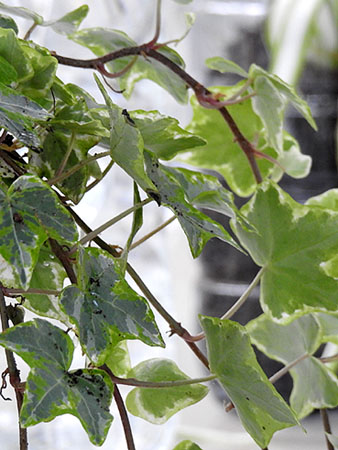 Temps de Flors 2022. Passeig Arqueol&ograve;gic - Font