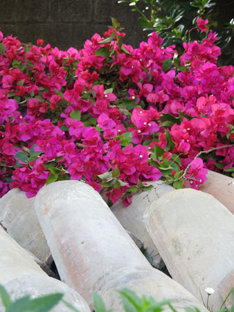 Temps de Flors 2022. Passeig Arqueol&ograve;gic - Mirador baix
