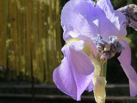 Temps de Flors 2022. Jardins Doctor Figueras - Font