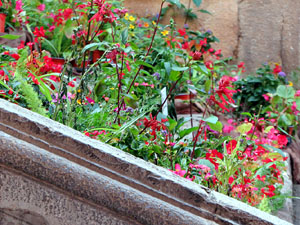 Temps de Flors 2022. Escales de l'Esgl&eacute;sia de Sant Mart&iacute;