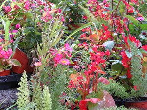 Temps de Flors 2022. Escales de l'Esgl&eacute;sia de Sant Mart&iacute;
