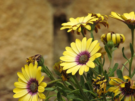 Temps de Flors 2022. Jardí de Torre Gironella