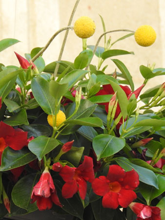 Temps de Flors 2022. Edifici &Ograve;mnium Cultural - Fa&ccedil;ana