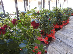 Temps de Flors 2022. Pati de les Magn&ograve;lies