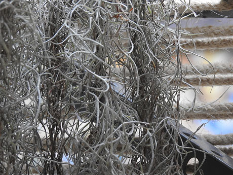 Temps de Flors 2022. Pla&ccedil;a de les Castanyes