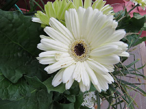 Temps de Flors 2022. Pont de les Peixateries Velles