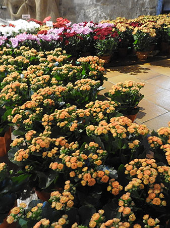 Temps de Flors 2022. Les Sarra&iuml;nes