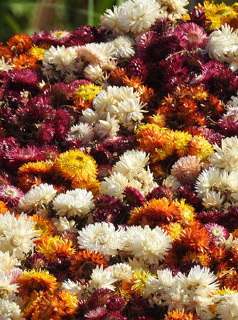 Temps de Flors 2022. Av. Sant Francesc - inici (parterre)