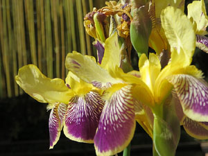 Temps de Flors 2022. Sant Pere de Galligants. Absis, tram 1