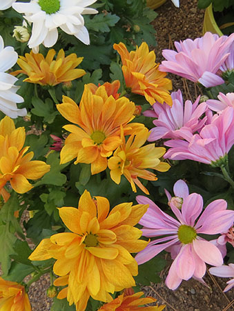 Temps de Flors 2022. Sant Pere de Galligants. Absis, tram 2