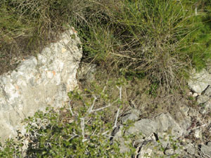 El fort dels Caputxins