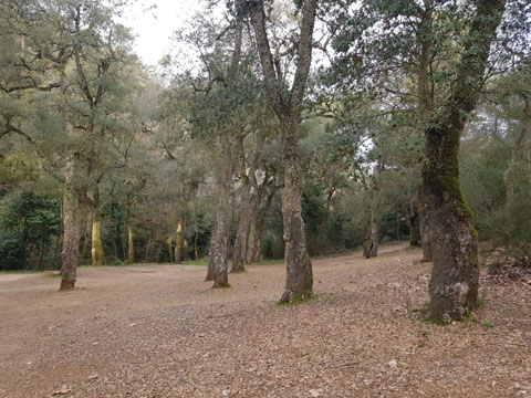 L'entorn de la font dels Lleons amb alzines sureres