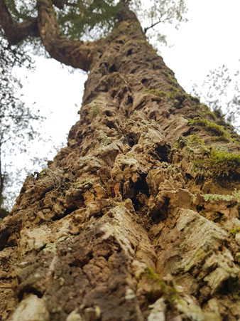 Alzina surera de la font dels Lleons